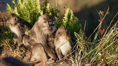 Portrait of a Wild Monkey in Bali, Indonesia – Free Stock Photo for Download