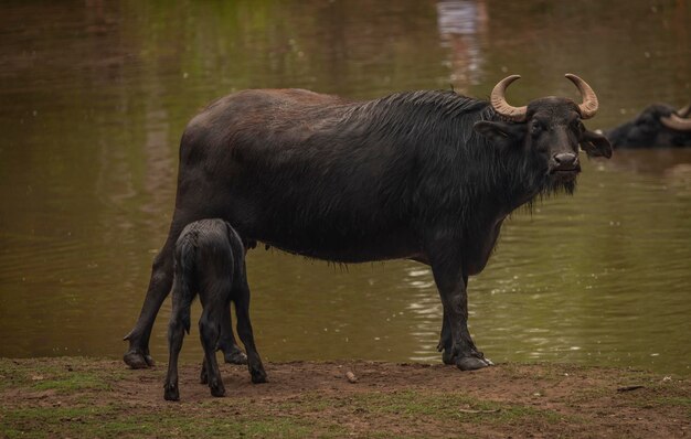 Buffalo Standing in Lake – Free Stock Photo for Download