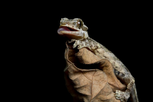 Baby Flying Gecko on Dry Leaves – Free Stock Photo, Download Free