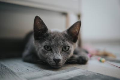 Gray Cat Lying Down on the Floor – Free Stock Photo for Download