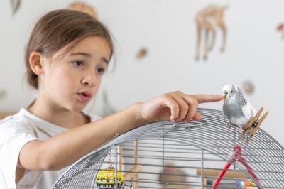 Beautiful Little Girl Playing with a White and Blue Budgie – Free Stock Photo for Download