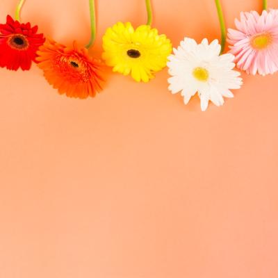 Flowers – Free to Download High-Quality Stock Photos