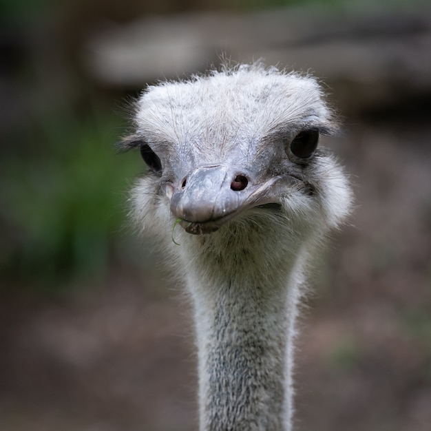 Cute Ostrich Head Closeup Portrait – Free Download