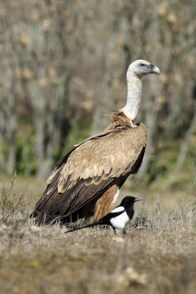 Vertical Shot of a Vulture Bird in the Field – Free to Download