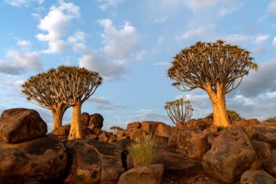 Stunning Quiver Trees Forest at Sunset in Keetmanshoop, Namibia – Free Download