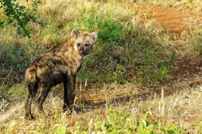 Spotted Hyena Walking in a Daylight Field – Free Stock Photo for Download