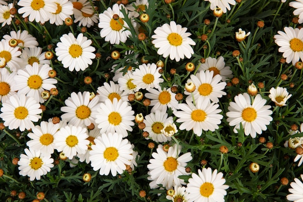 Beautiful Still Life of Daisy Flowers – Free Stock Photo, Download for Free