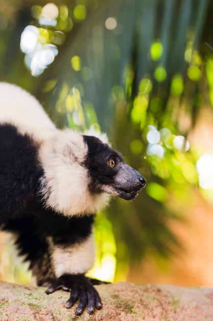 Lemur – Free Stock Photo for Download