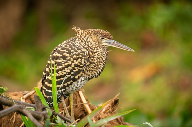 Majestic Colorful Bird in the Northern Pantanal’s Natural Habitat – Free Download