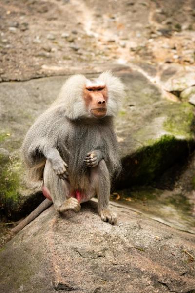 Majestic Hamadryas Baboon: Beautiful Yet Dangerous African Wildlife – Free Stock Photo for Download