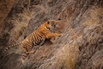 Amazing Bengal Tiger in Nature – Free Download