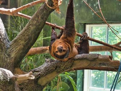 Sloth Perched on a Tree at the Kansas City Zoo – Download Free Stock Photo