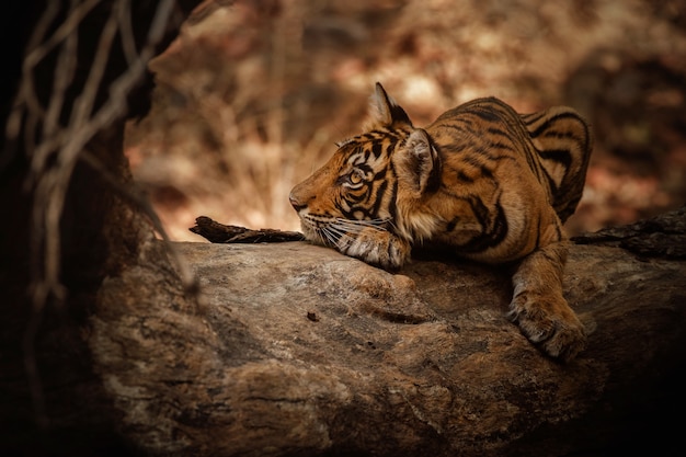 Amazing Bengal Tiger in Nature – Free Download, Download Free Stock Photo