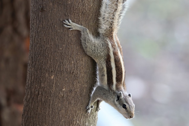 Indian Palm Squirrel Climbing Down a Tree – Free Stock Photo Download