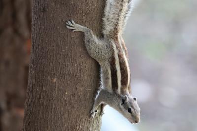 Indian Palm Squirrel Climbing Down a Tree – Free Stock Photo Download