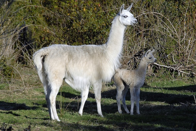 Cute Big and Baby Llamas Together in a Park – Free to Download