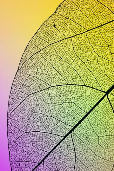 Close-up of a Vibrant Green Autumn Leaf – Free Download