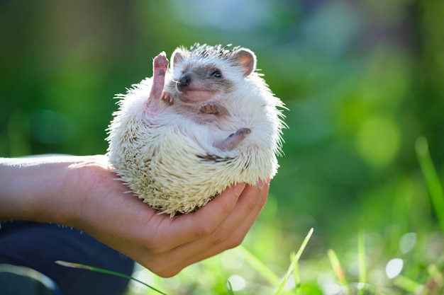 Little African Hedgehog Pet in Human Hands Outdoors on a Summer Day – Free Stock Photo for Download