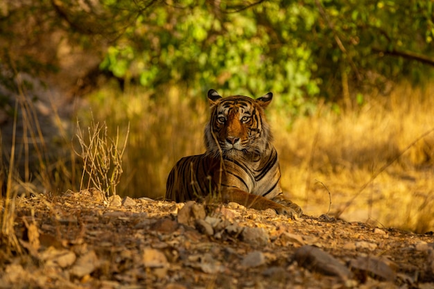 Amazing Tiger in its Natural Habitat at Golden Hour – Free Download