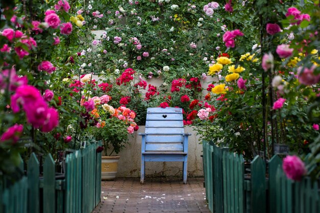 Beautiful Pink Roses in a Garden – Free Stock Photo for Download