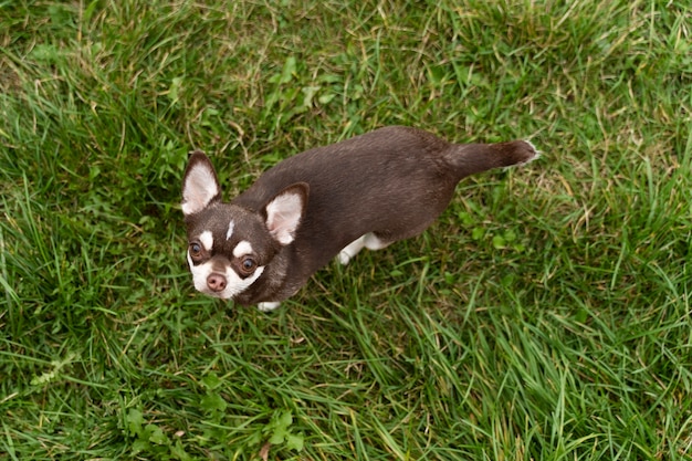 Adorable Chihuahua Dog on the Grass – Free Stock Photo, Download Free