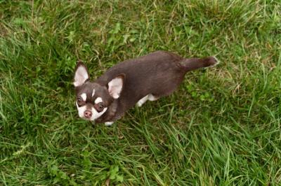 Adorable Chihuahua Dog on the Grass – Free Stock Photo, Download Free