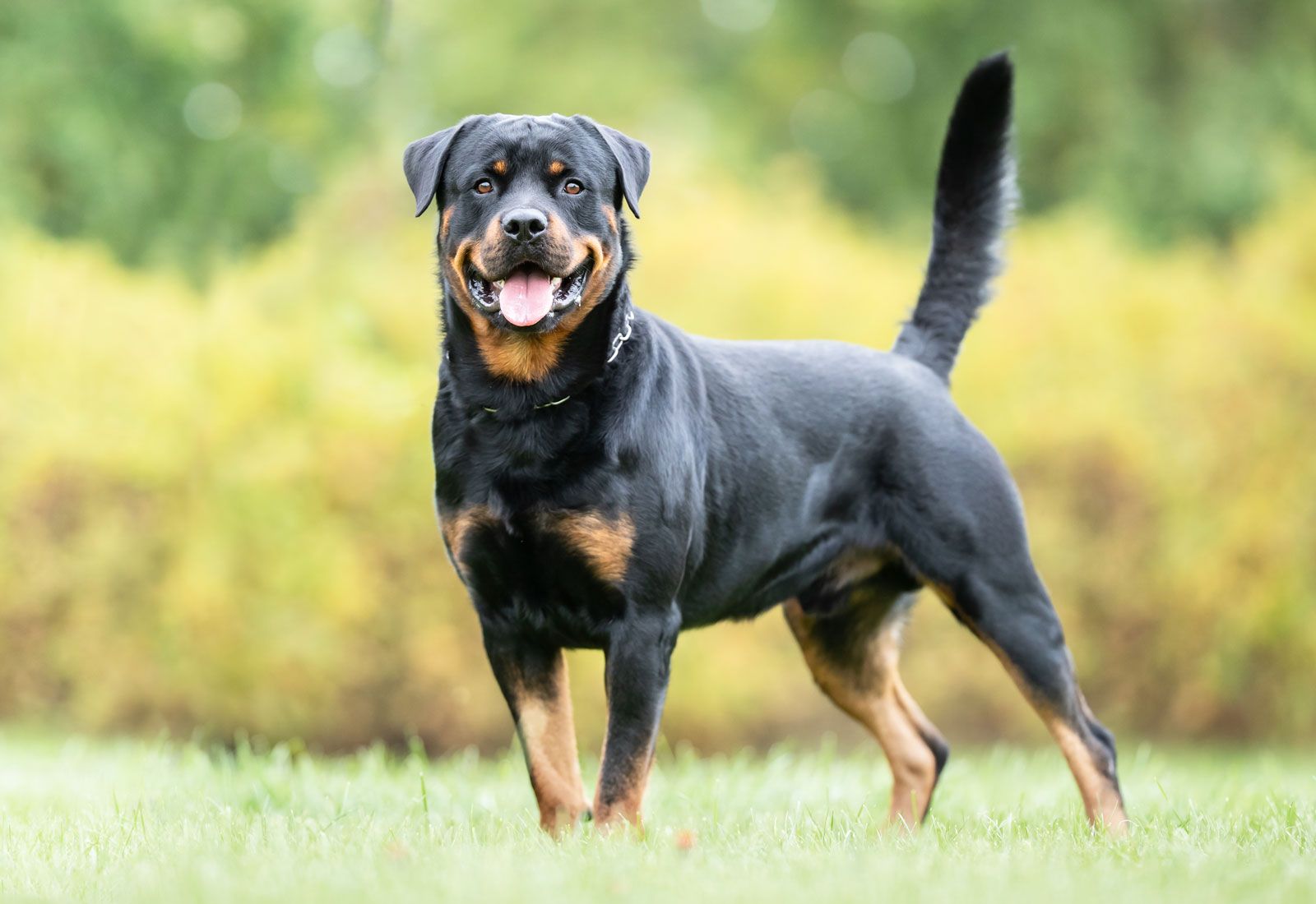 What Dog Breeds Are In A Rottweiler  Golden Bailey Dogs