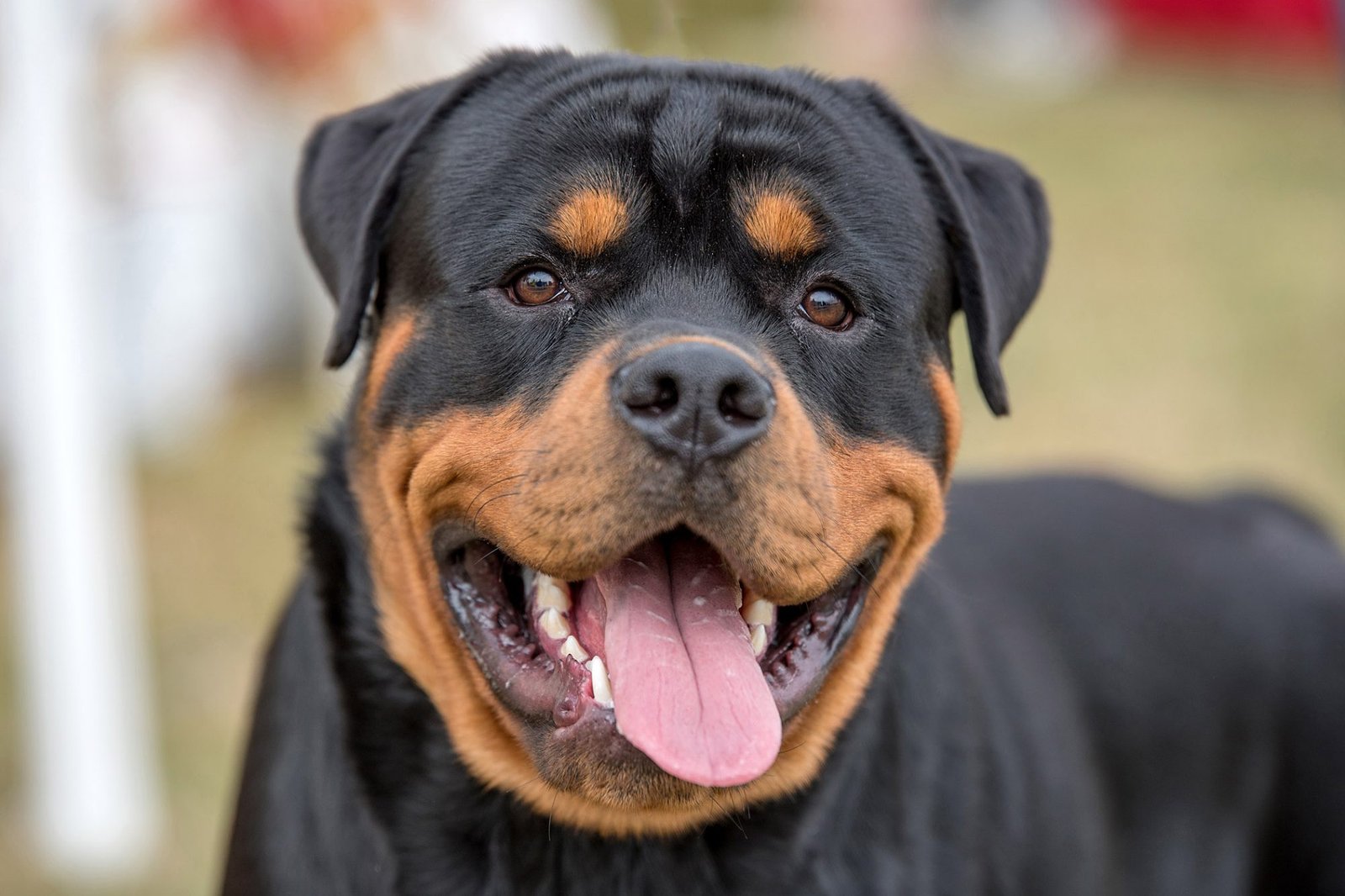 How Do You Take Care Of A Rottweiler Puppy