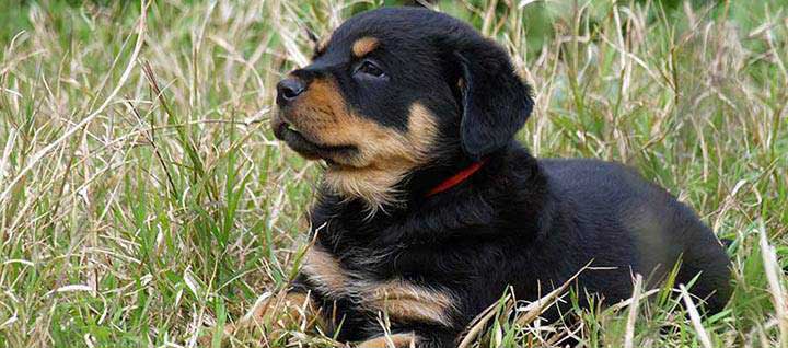 Rottweiler Dog Breed  Origin History Personality  Care Needs  Nylabone