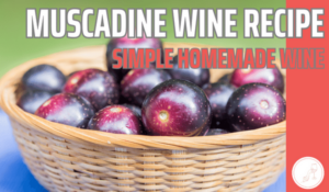 How to Make Muscadine Wine and Share Your Recipe on YouTube