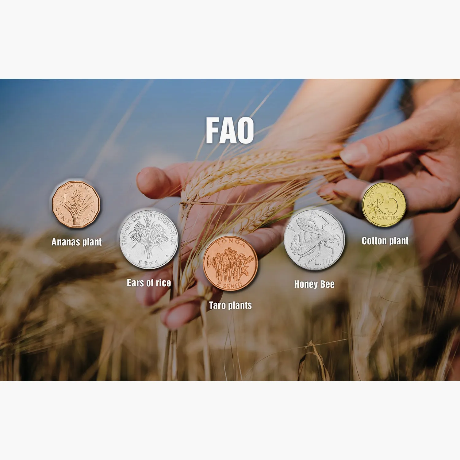 The Five  FAO