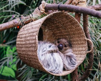 Sloth Resting in a Basket Surrounded by Tropical Foliage – Free Stock Photo, Download for Free