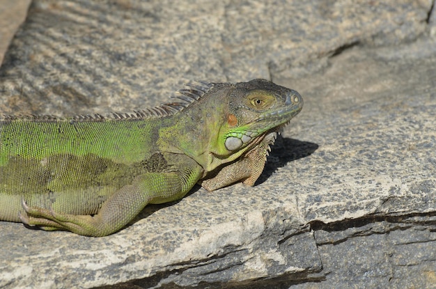 Green Iguana Sunning on Rocks: Free Stock Photo for Download