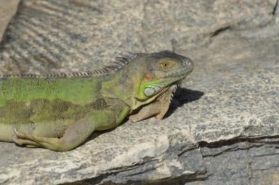 Green Iguana Sunning on Rocks: Free Stock Photo for Download