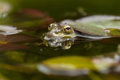 Frog in a Lake Under a Floating Leaf – Free Stock Photo for Download
