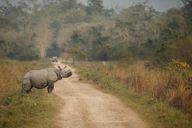 Indian Rhinoceros: One-Horned Rhinoceros Unicornis in Green Grass – Free Download