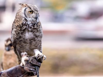 A Majestic Royal Owl in Grey and Brown Feathers on a Leather Glove – Free Download