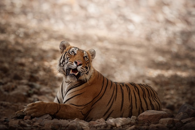 Amazing Bengal Tiger in Nature – Free Stock Photo for Download