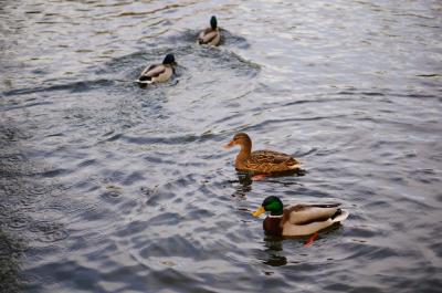 Cute Ducks Swimming in the Lake – Free Download