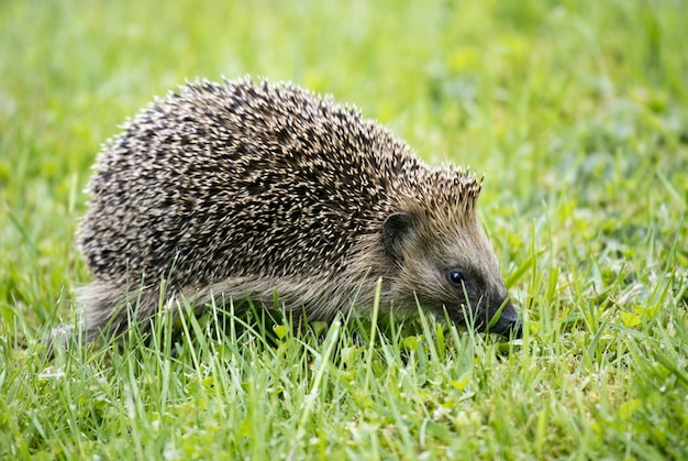 Adorable Hedgehog Walking on Lush Green Grass – Free Download