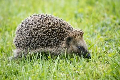 Adorable Hedgehog Walking on Lush Green Grass – Free Download