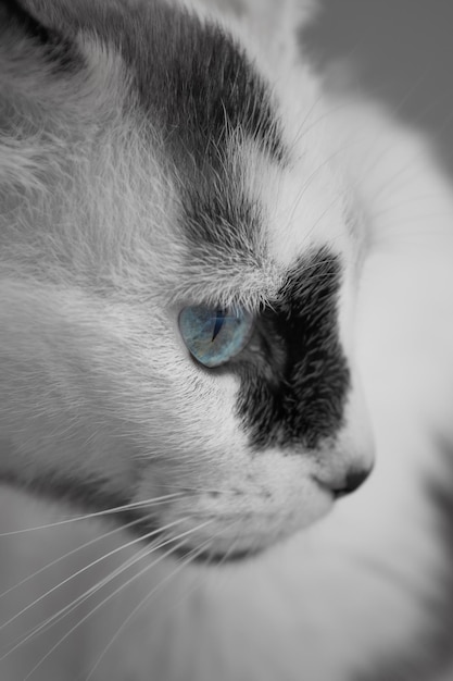 Head of a Black and White Cat – Free Download