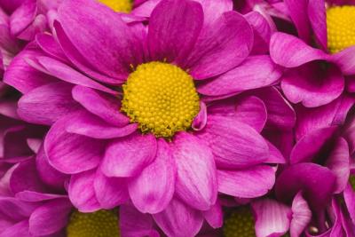 Vibrant Close-Up of Purple Petal Flowers – Free Download