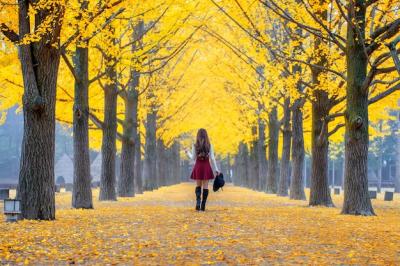 Beautiful Girl Surrounded by Yellow Leaves in Nami Island, Korea – Free Stock Photo Download