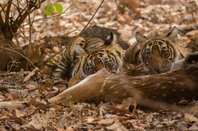 Tigers in Their Natural Habitat – Free Stock Photo, Download for Free