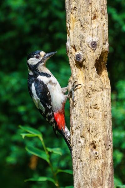 Great Spotted Woodpecker Closeup – Free Download