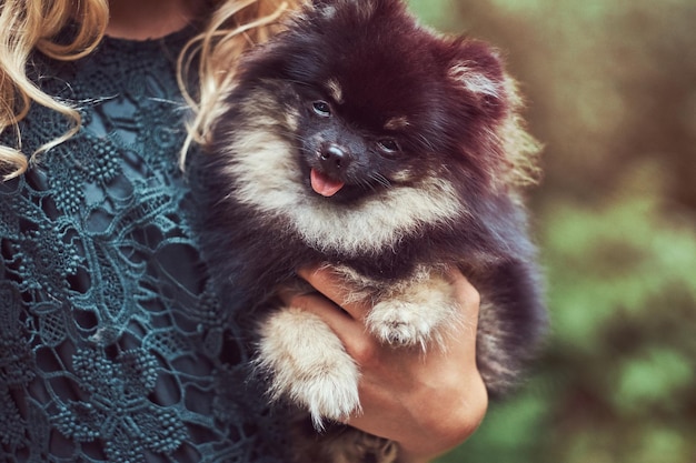 Adorable Close-Up of a Cute Spitz Puppy – Free Stock Photo, Download for Free
