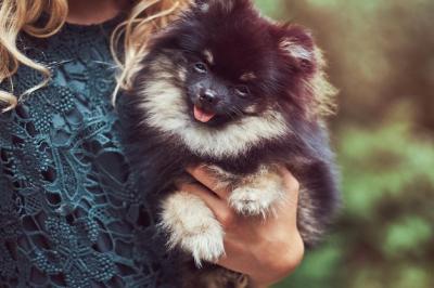 Adorable Close-Up of a Cute Spitz Puppy – Free Stock Photo, Download for Free