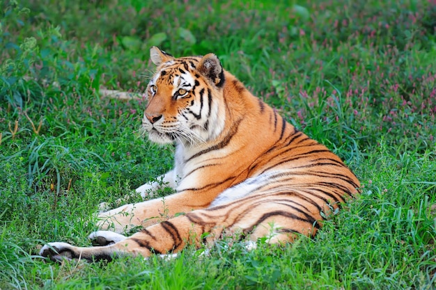 Chicago Zoo – Download Free Stock Photos