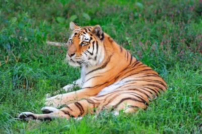 Chicago Zoo – Download Free Stock Photos